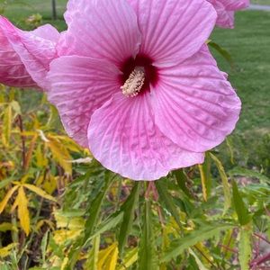 Meet your Posher, Kabby